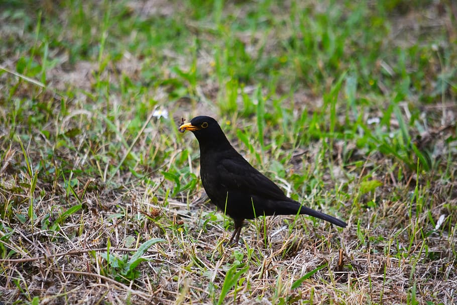 bird, merle, nature, animals, black, ornithology, wild, fauna HD wallpaper