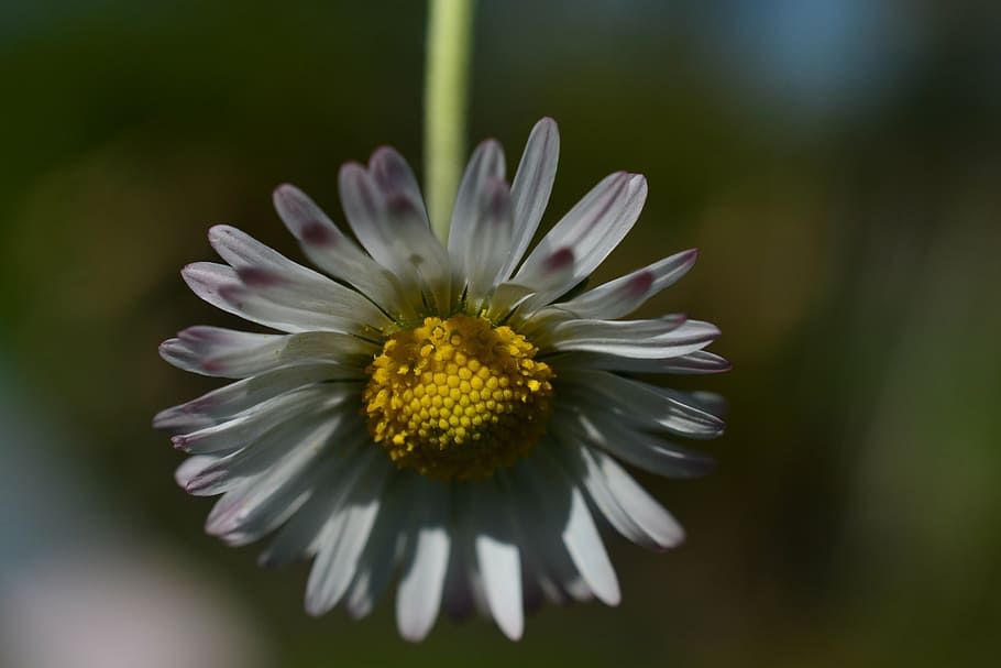 daisy, flower, white, spring, beautiful, wild flower, petals HD wallpaper