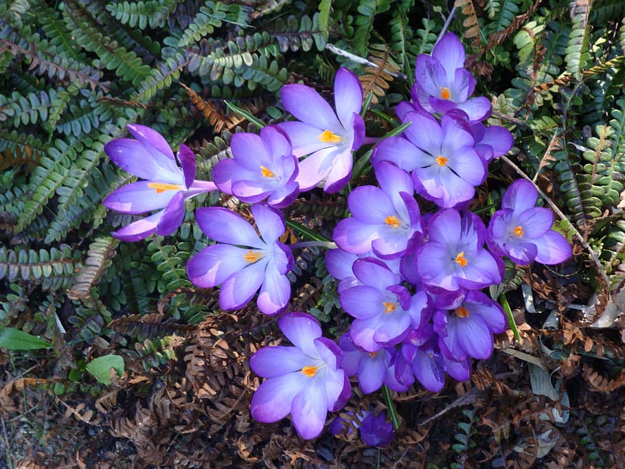 crocus, blue, purple, orange, bright, flower, plant, leaf, garden HD wallpaper