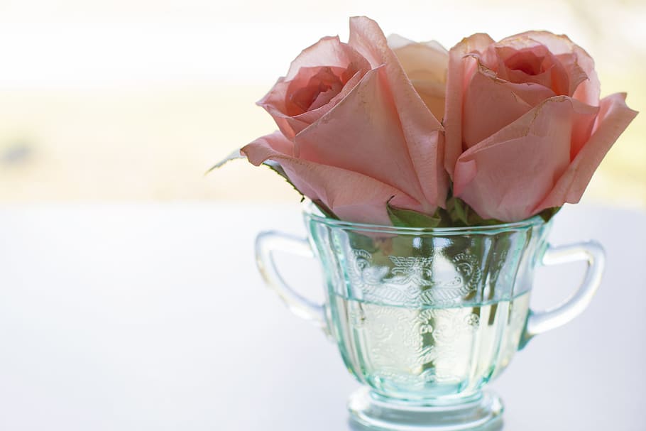pink roses in glass cup, tea cup, vintage, bloom, background, HD wallpaper