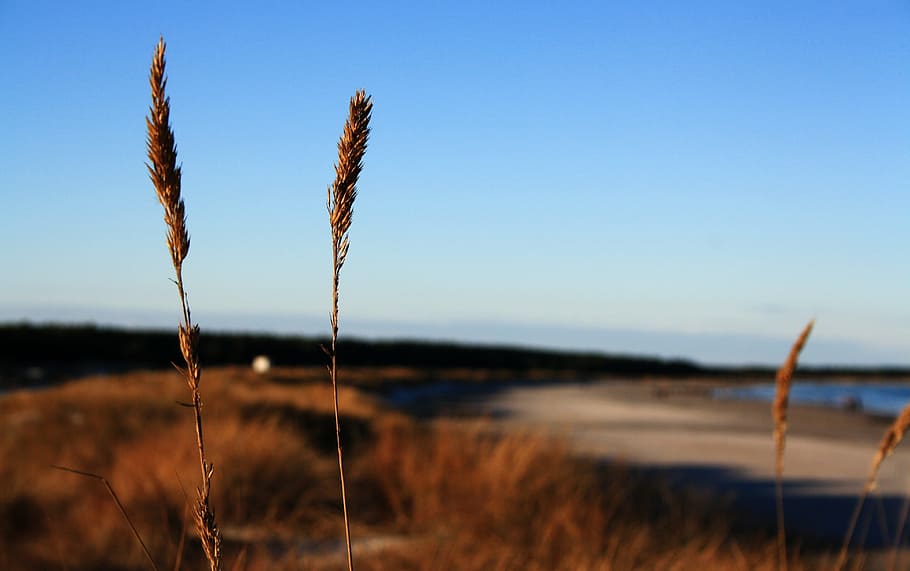 beach, prerow, dune, shield, sky, nature, sun, germany, darß HD wallpaper