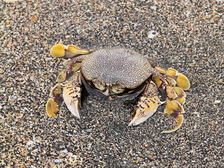 crab, macro, shellfish, beach, ocean, camouflage, one animal HD wallpaper