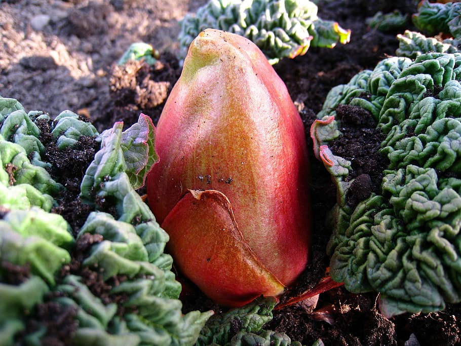 close-up photo of red flower, rhubarb, bud, earth, leaf, green HD wallpaper