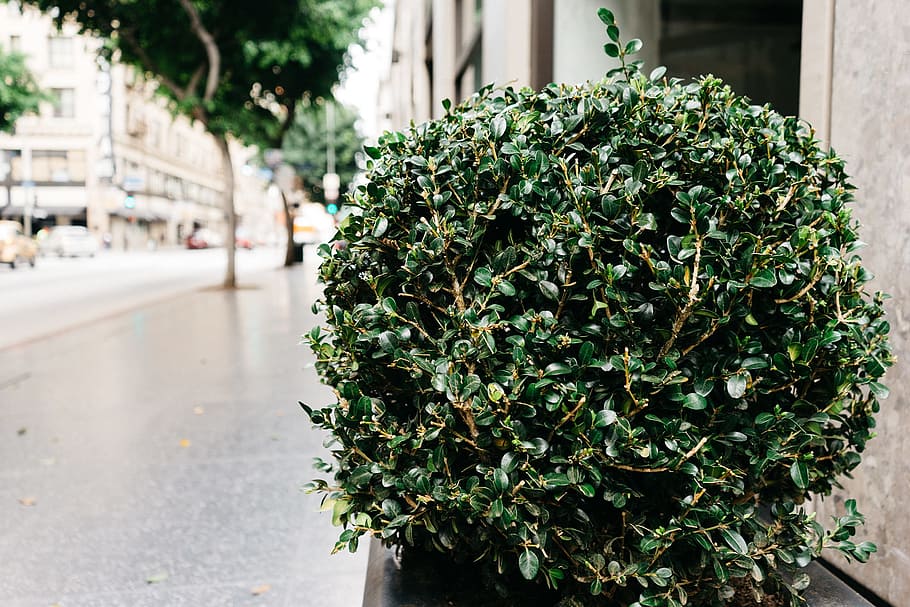 bush, shrub, sidewalk, plant, growth, green color, architecture HD wallpaper