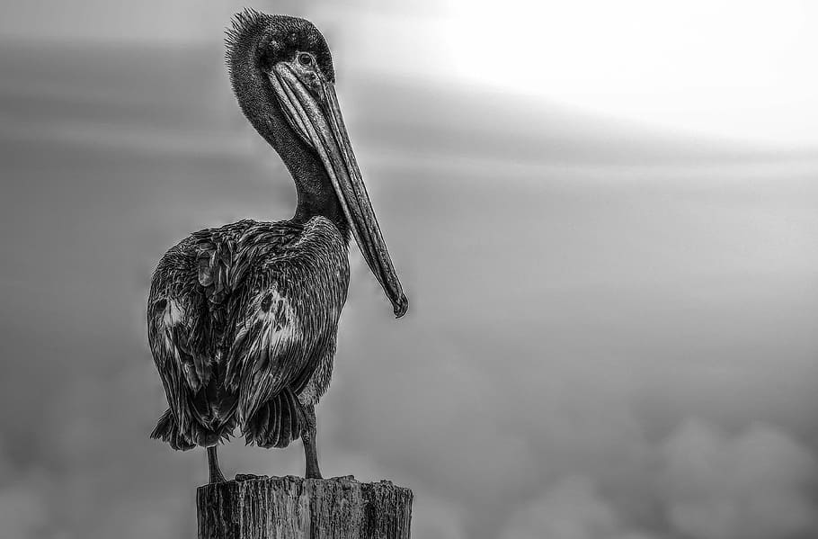 florida, pelican, black and white, bird, animal, wildlife, nature, HD wallpaper