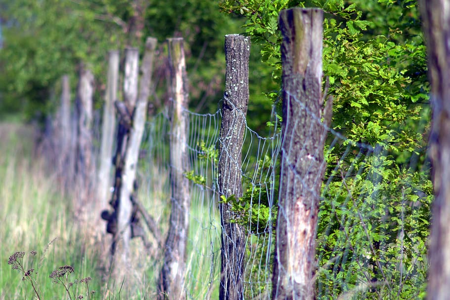 the fence, forest, wooden, old, meadow, grass, summer, scenery, HD wallpaper