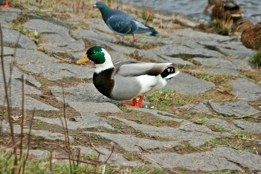 duck, ducks, white, wild bird, poultry, water, animal, plumage HD wallpaper