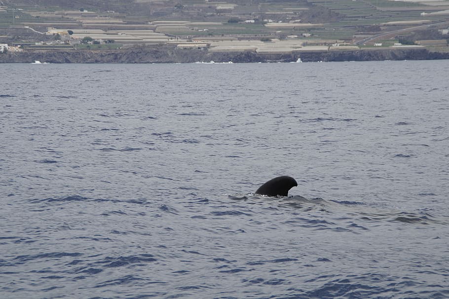 Pilot Whale, Dolphin, Sea, pilotwal, ocean, whale watching, HD wallpaper