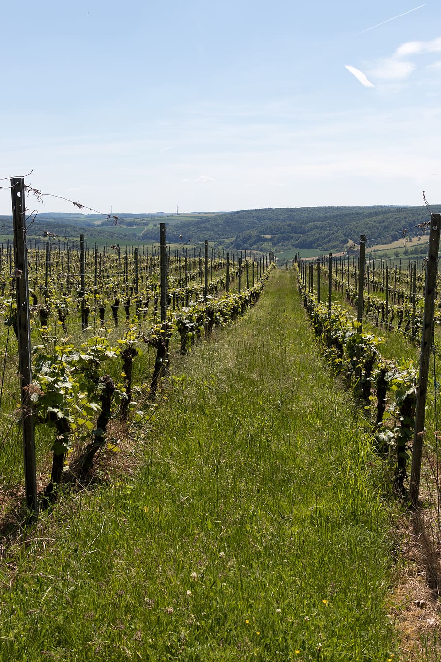 vineyard, grapes, wine, grapevine, sky, land, tranquil scene HD wallpaper