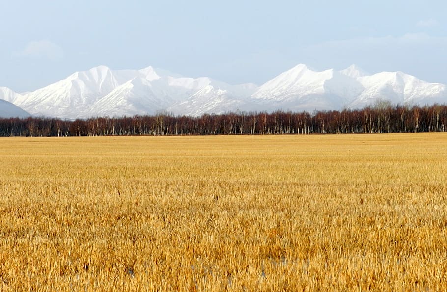 fields, late autumn, grass, mountains, forest, nature, landscape HD wallpaper