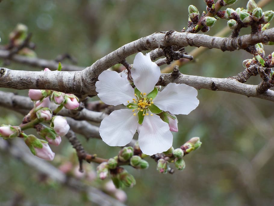 Flower, Almond Tree, Outbreak, flowering, branch, blossom, twig, HD wallpaper