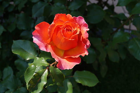 rose bloom, spring, blossom, albrecht dürer, red, flowering plant HD wallpaper