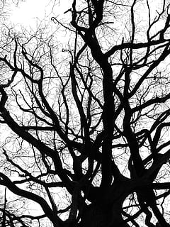 Crown, Winter, Cold, Bare, Tree, bare tree, aesthetic, branches HD wallpaper