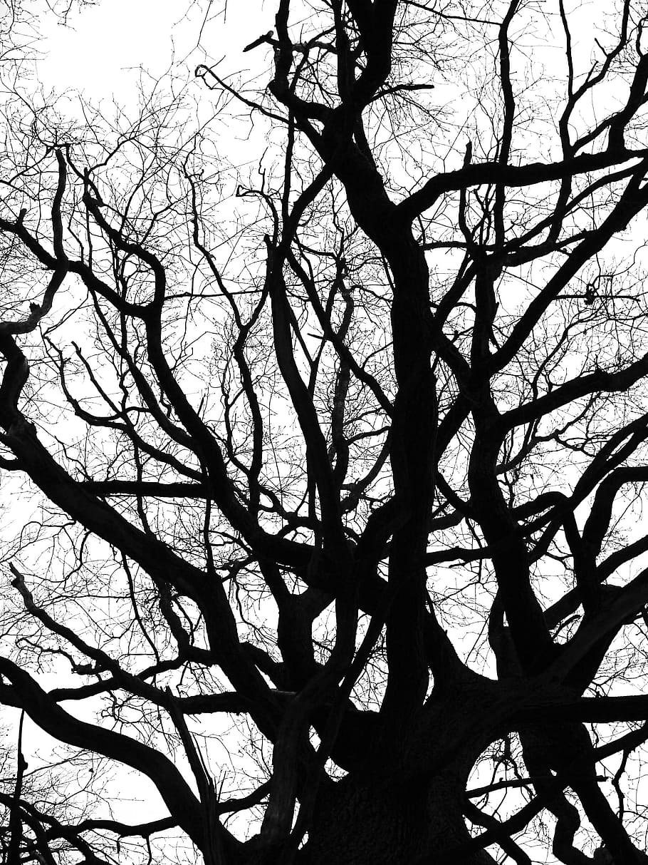 Crown, Winter, Cold, Bare, Tree, bare tree, aesthetic, branches, HD wallpaper