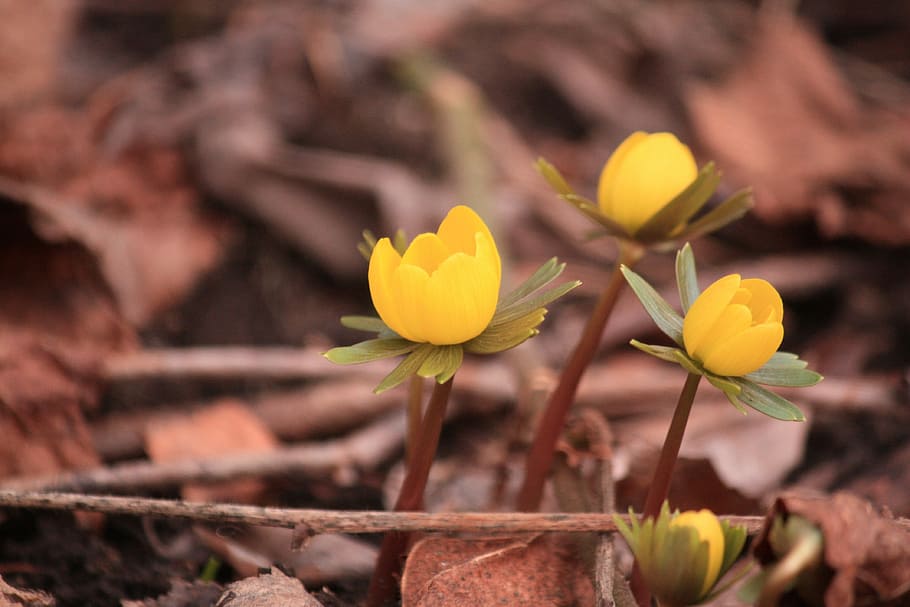 Flower, Spring, Yellow, Brown, green, nature, blossom, floral HD wallpaper