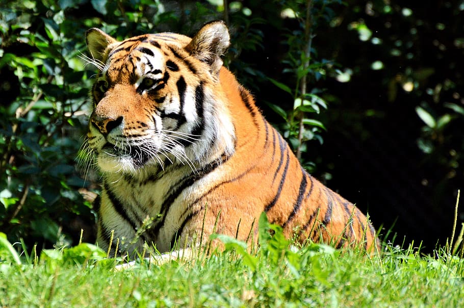 tiger reclining on grass field, big cat, predator, tiergarten HD wallpaper