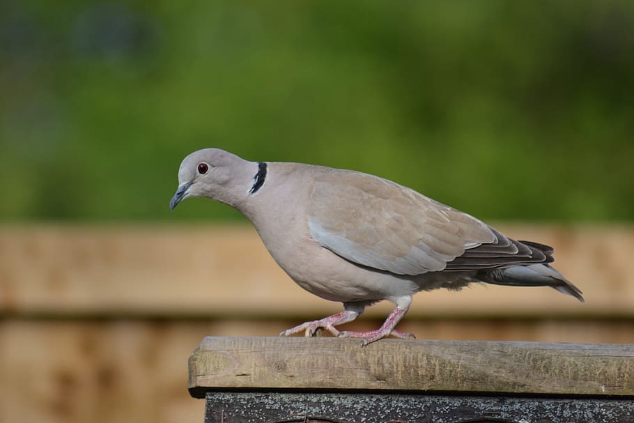 Ring-Neck Dove, Streptopelia Capicola, cape dove, bird, close-up