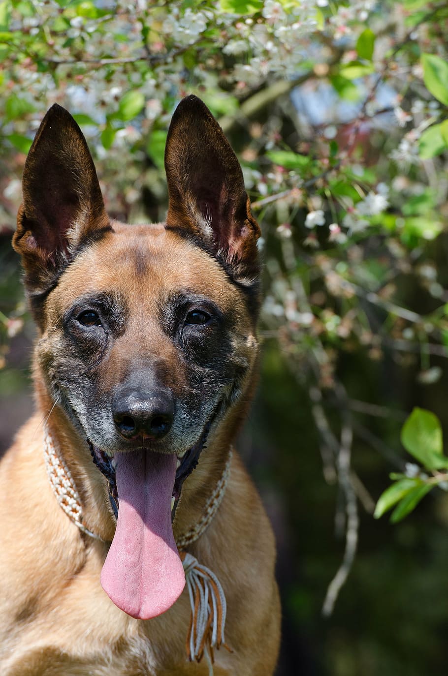 malinois, schäfer dog, spring, pets, animal, purebred Dog HD wallpaper