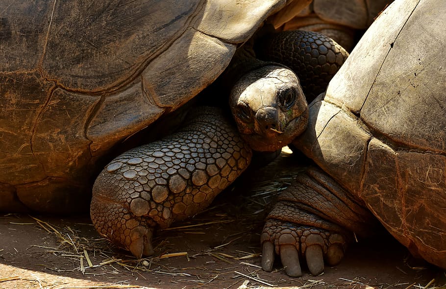Giant Tortoises, Animals, Panzer, Zoo, turtle, reptile, tortoise shell, HD wallpaper