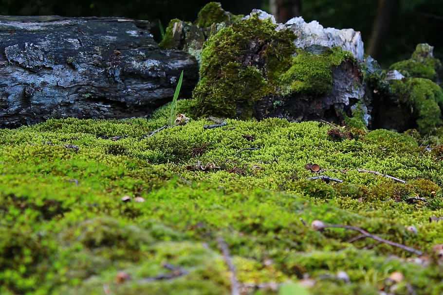 Moss, Mossy, Ground, Nature, Decoration, close, green, garden HD wallpaper