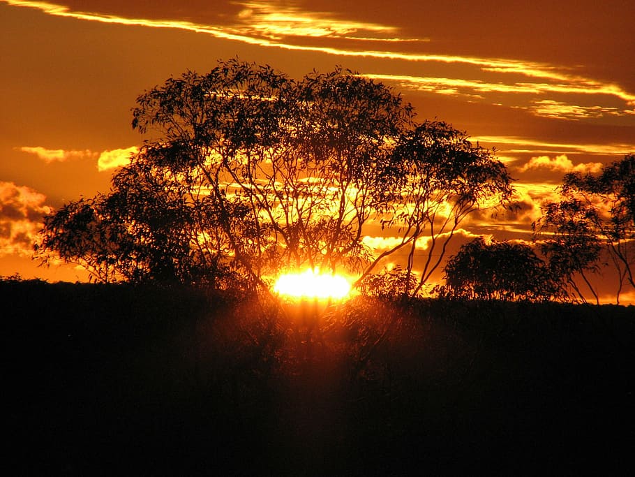 tress during the horizon, golden sunset, clouds, sky, sunrays HD wallpaper