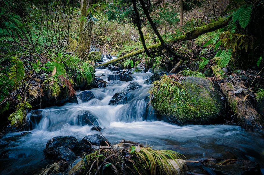 flowing water of river in between of trees, long exposure photo of river HD wallpaper