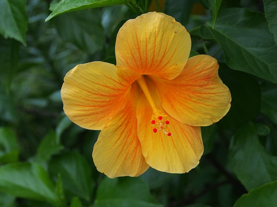 hibiscus, cleft, yellow, flowering plant, petal, vulnerability HD wallpaper