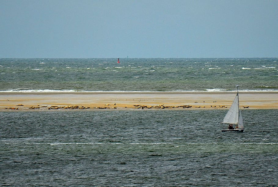 seal benches, borkum, seals, crawl, north sea, boot, sailing boat HD wallpaper