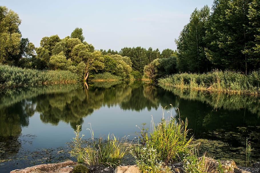 body of water surrounded of trees, Floodplain, Forest, River HD wallpaper