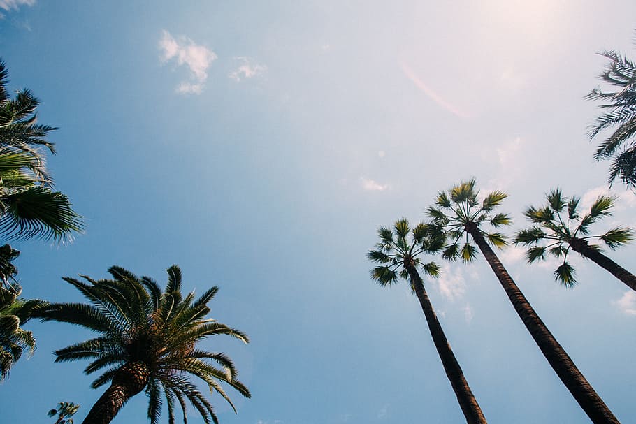 coconut tree during daytime, palm trees, sky, tropical, nature HD wallpaper