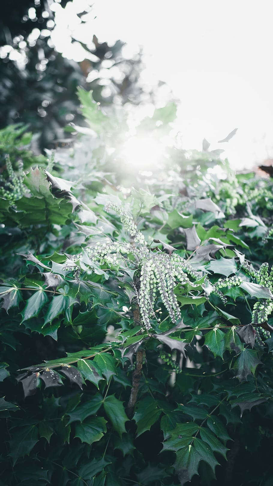 closeup photo of green leafed plants, selective focus photography of plant HD wallpaper