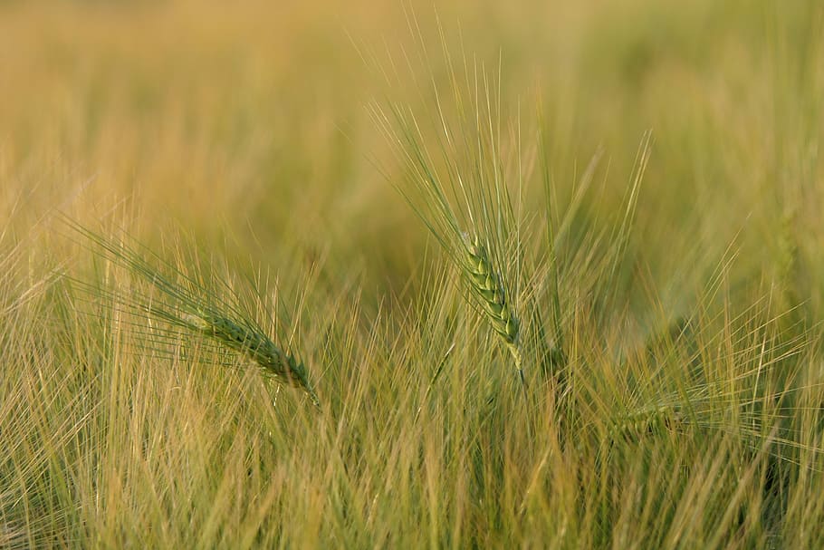 close-up photo of green leafed plant, cornfield, spike, background HD wallpaper