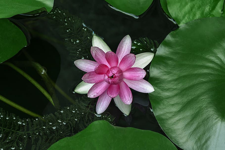 water lilies, lotus, aquatic plants, medicinal plants, green, HD wallpaper
