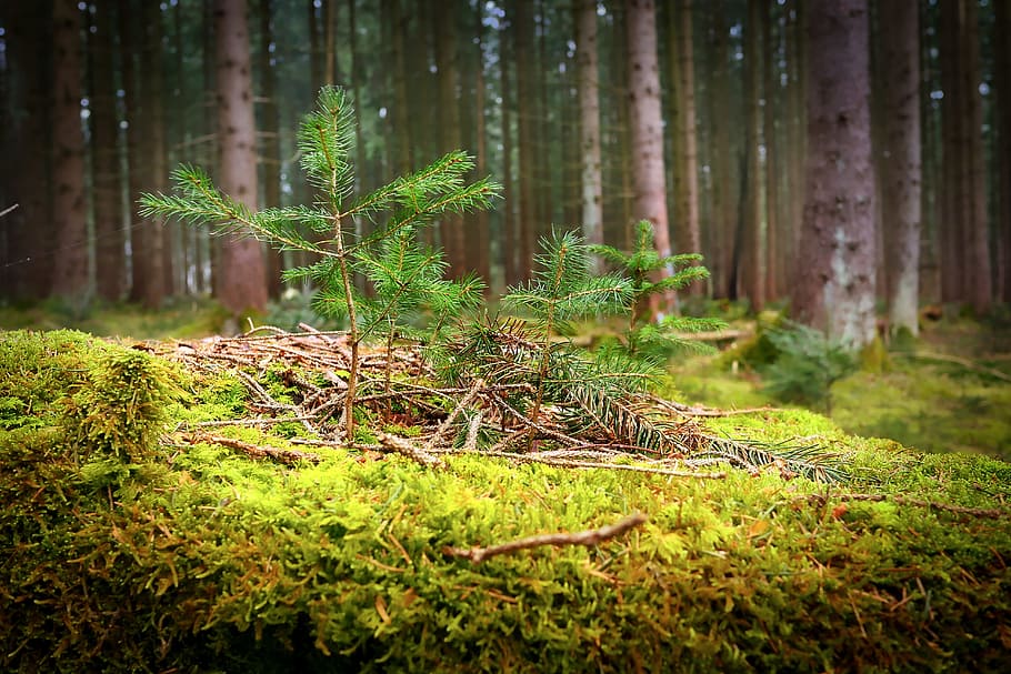 wood, nature, tree, moss, leaf, forest, forest floor, glade HD wallpaper
