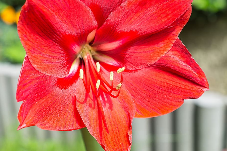 amaryllis, red, spring, garden, blossom, bloom, flowering plant HD wallpaper