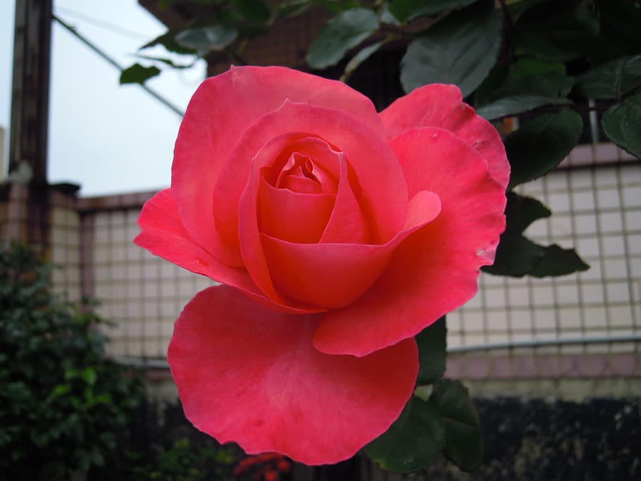Roses, Spring, Taiwan, flower, petal, fragility, rose - flower HD wallpaper