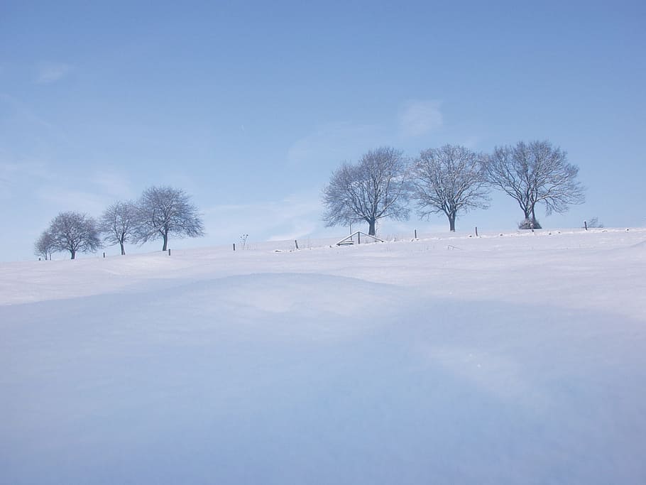 tall trees on snow field, winter, landscape, wintry, cold, white HD wallpaper