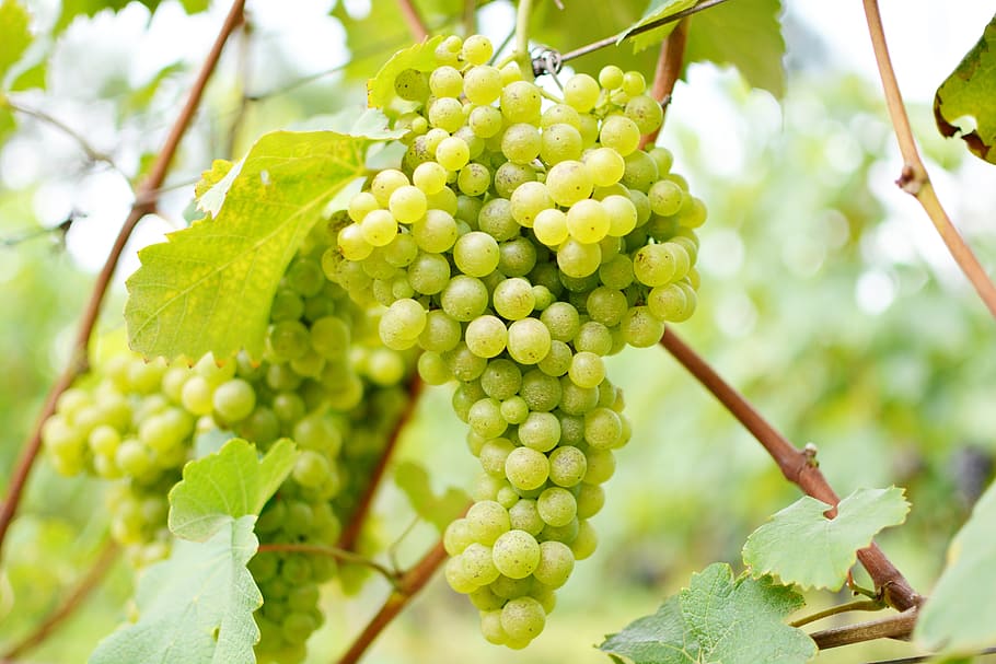 Wine, Uva, Vineyard, agriculture, growth, green color, leaf HD wallpaper