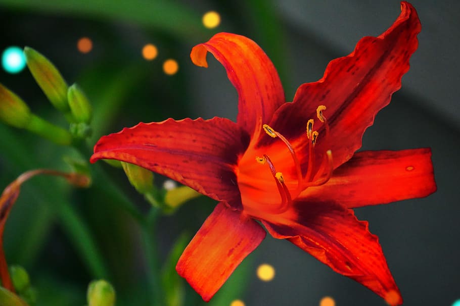 Red, Lily, Lily, Flower, Floral, Blossom, summer, natural, color, HD wallpaper