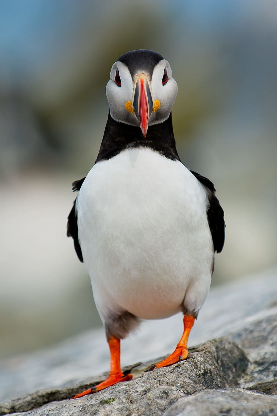 bird, beak, feather, animal, fly, rock, animal themes, vertebrate HD wallpaper