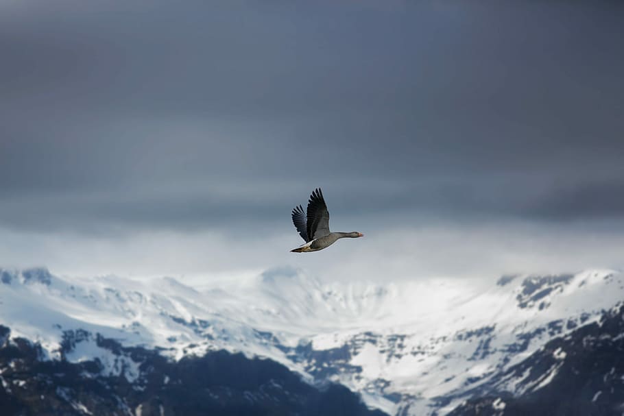 bird flying on the sky, shallow focus photography of flying bird above snow-covered mountains HD wallpaper