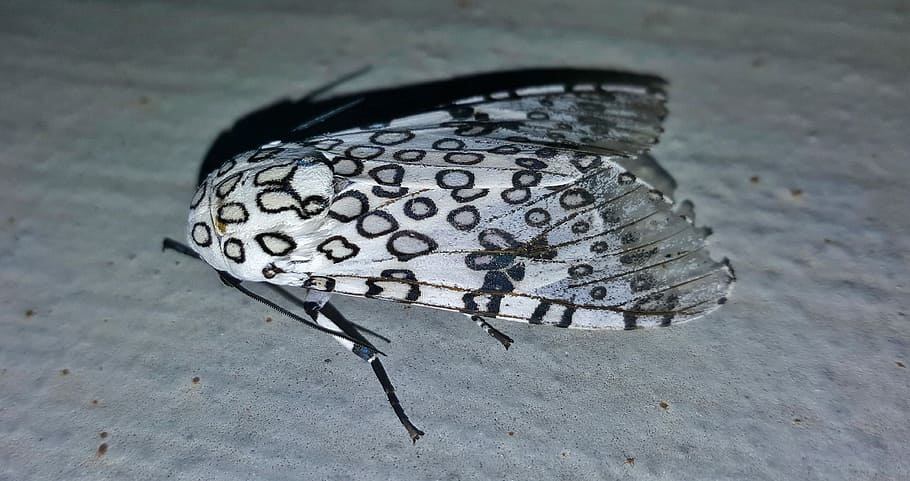 Giant Leopard Moth, Insect, insectoid, wings, markings, circles, HD wallpaper