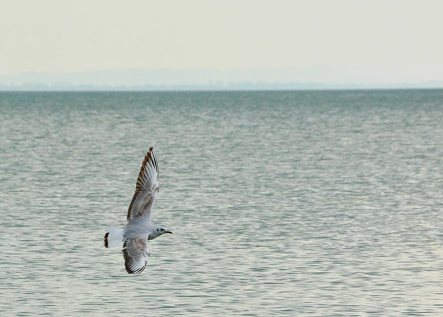 Seagull, Bird, Water, nature, fish, horizon over water, one animal HD wallpaper