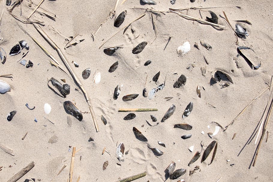 Sand, Seashells, Grass, Yellow, Yellow, Sea, beach, summer HD wallpaper