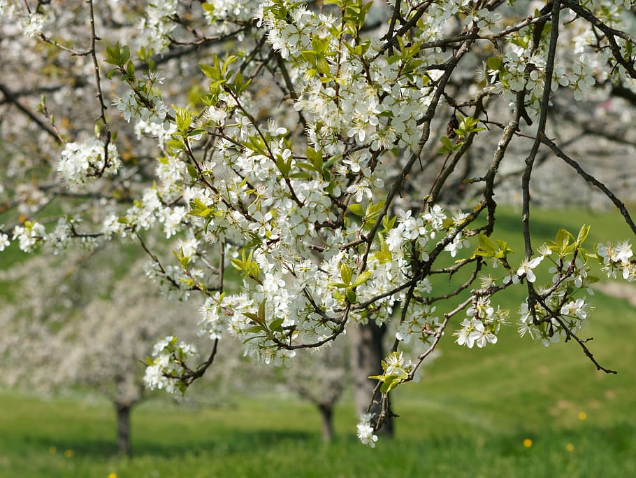 nature, spring, tree, flower, field, branch, cherry, tree branches HD wallpaper