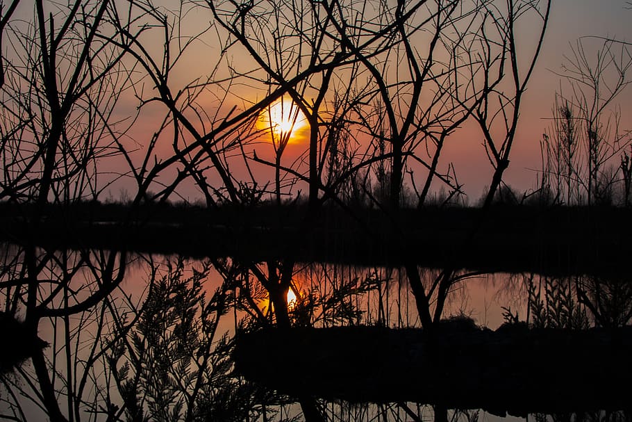 sunset, tree, wood, winter, water, silhouette, scenics - nature HD wallpaper