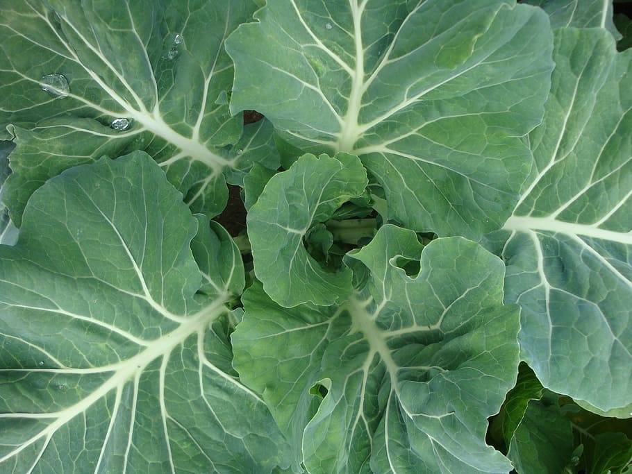 close up photo of cabbage vegetable, green leafed plant, cruciferous vegetable HD wallpaper