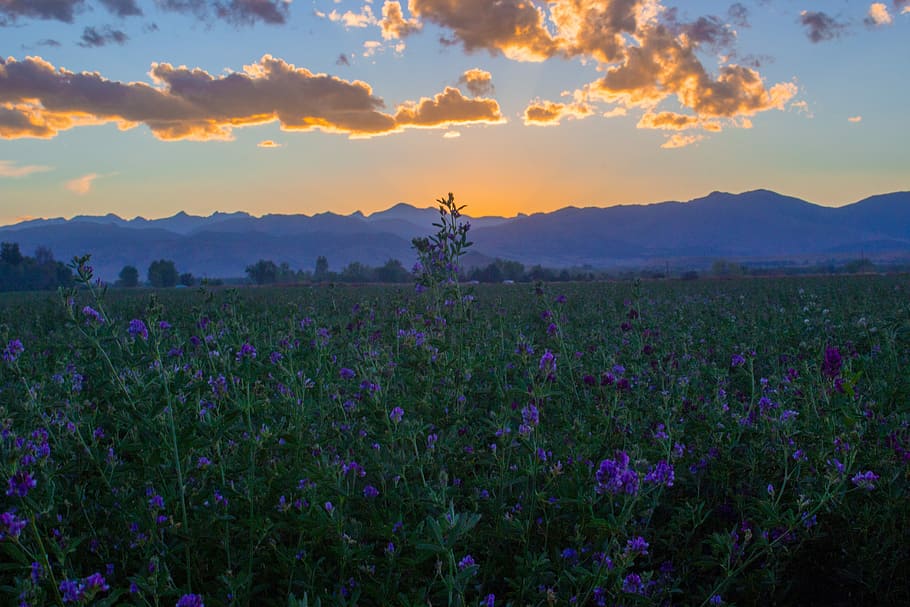 blue petaled flower fields with view of mountains, nature, sunset HD wallpaper