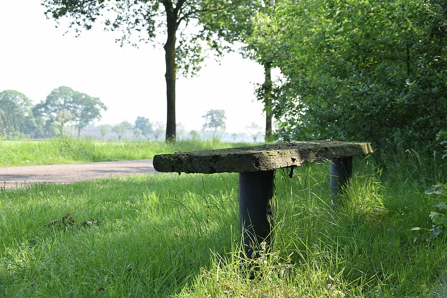 Rest, Bank, Wood, Bench, wood bench, grass, tree, green color HD wallpaper