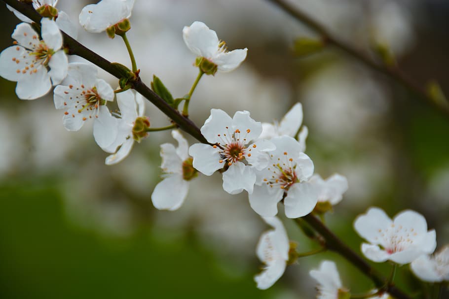 erik, flower, spring, flowering plant, freshness, fragility HD wallpaper
